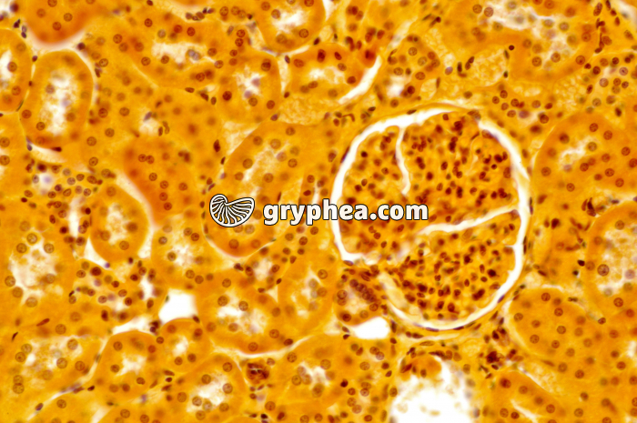 Glomérule Rein x100 - gryphea.com